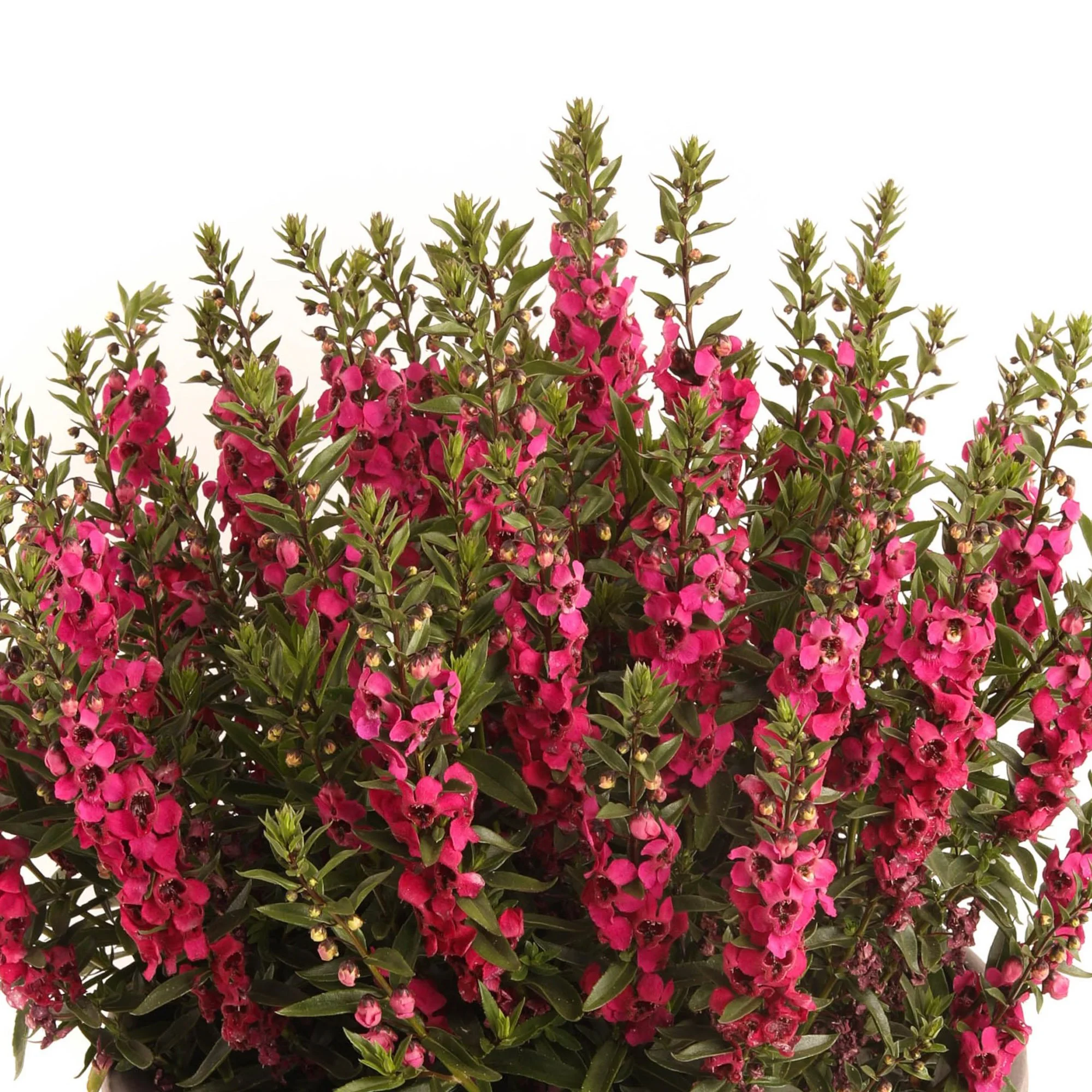 Our Plants — Kawahara Nurseries